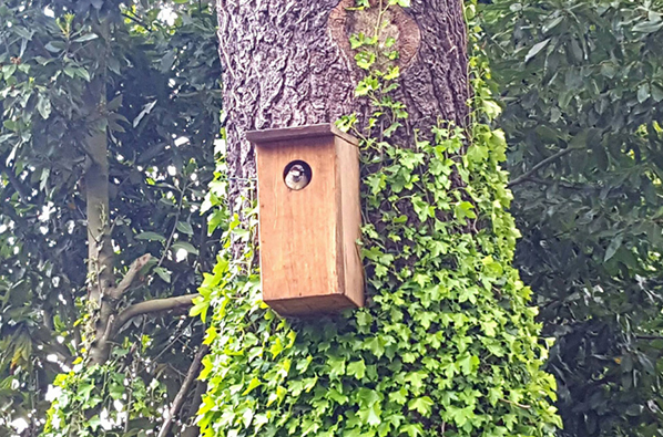 Biodiversidad y Casas nido